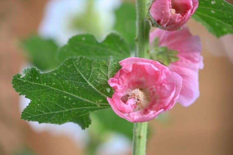 folha de malva para que serve.