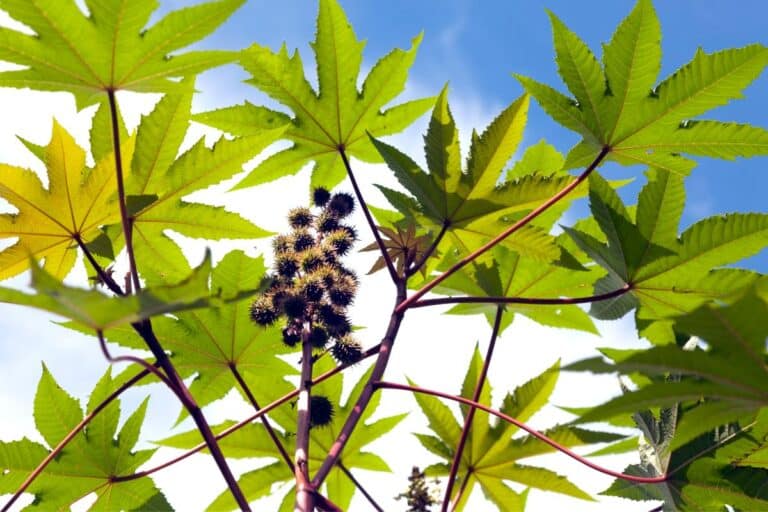 folha de mamona para inflamação.