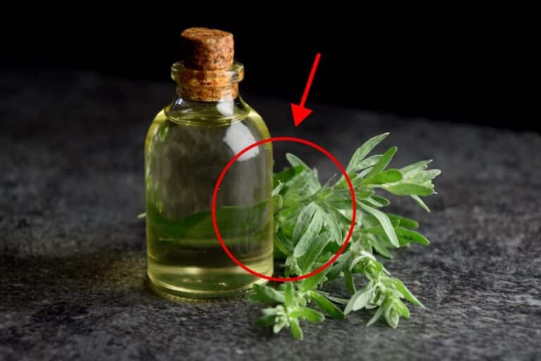 losna com cachaça para que serve.