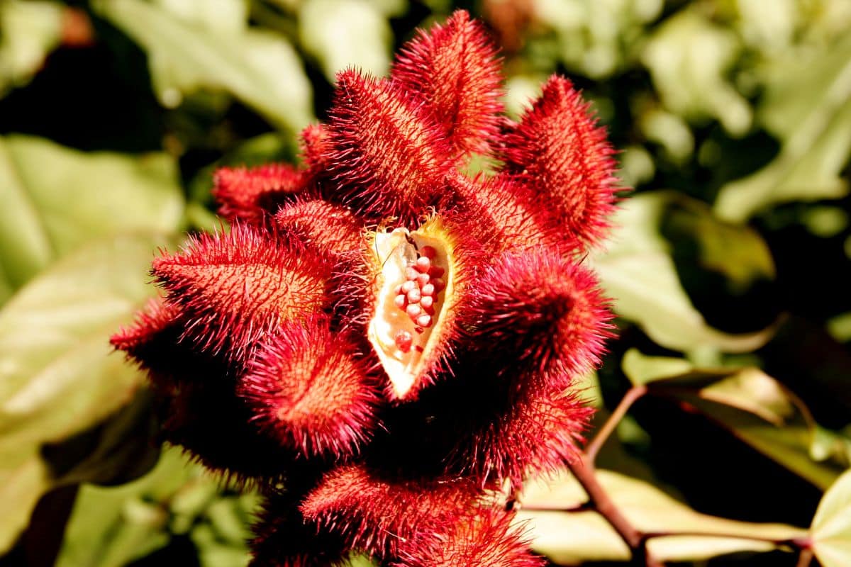 Para que tipo de doença serve o urucum? Saiba o jeito certo de consumir 1 para que tipo de doença serve o urucum.