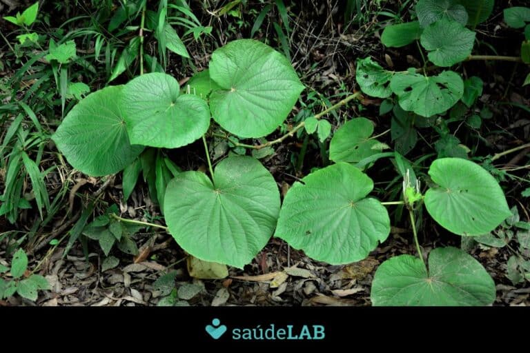 Pariparoba: para que serve, quais os benefícios e riscos, e como consumir 4 pariparoba