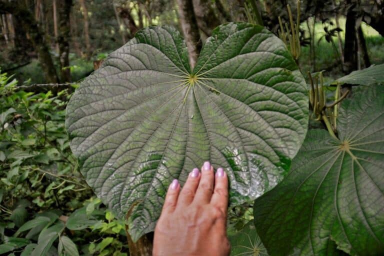 pariparoba para infecção urinária.