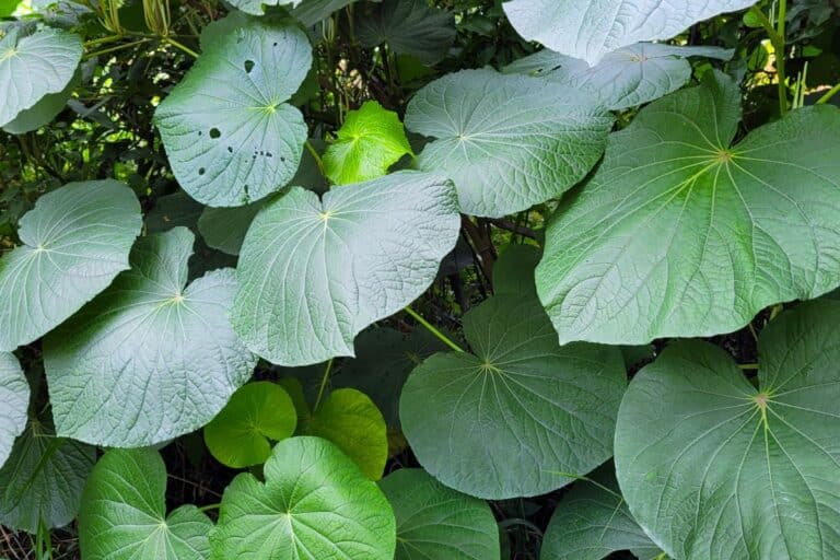 Quem tem pressão alta pode tomar chá de capeba, ou ele tem riscos? Entenda 2 quem tem pressão alta pode tomar chá de capeba.