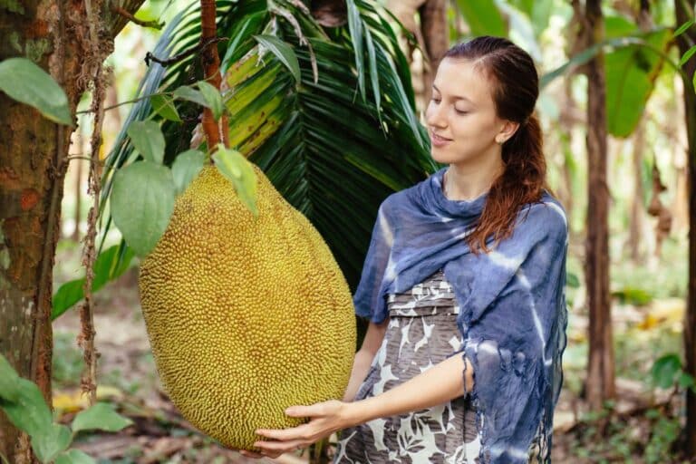 Jaca é inflamatória mesmo? Jaca engorda? Descubra agora seus efeitos no organismo 3 Jaca é inflamatória. Jaca engorda.