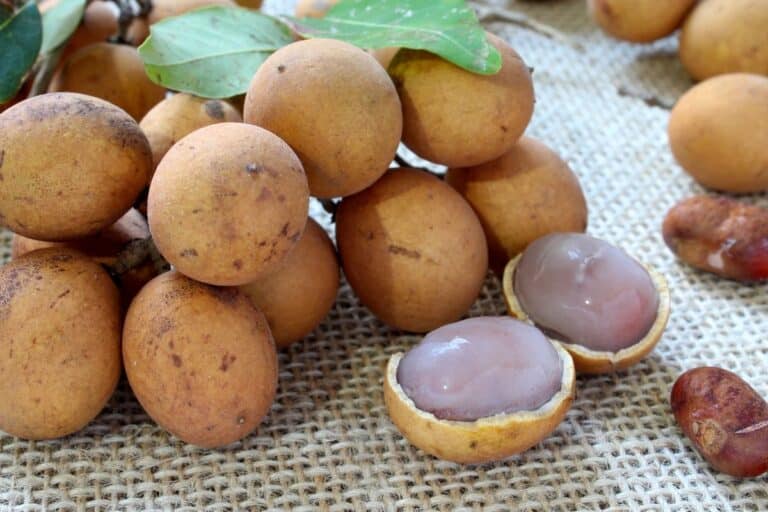 Conhece a Pitomba? Conheça 8 benefícios dessa fruta exótica 8 Pitomba.