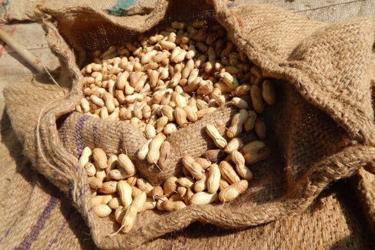 Amendoim vencido faz mal? Descubra agora os efeitos do consumo 1 amendoim vencido faz mal.