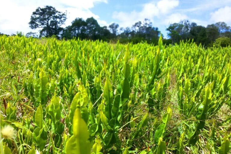Carqueja é bom para o fígado? Entenda seus efeitos e evite problemas 5 carqueja é bom para o fígado.