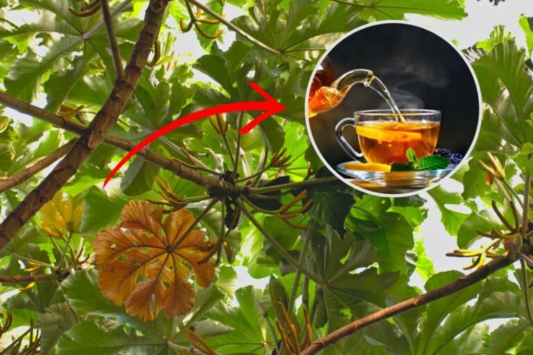 Chá de Embaúba: para que serve, como preparar e quem não deve tomar 8 chá de embaúba.
