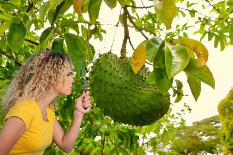 Como saber se a graviola está madura? Chega de tirar fruta verde do pé 4 Como saber se a graviola está madura.
