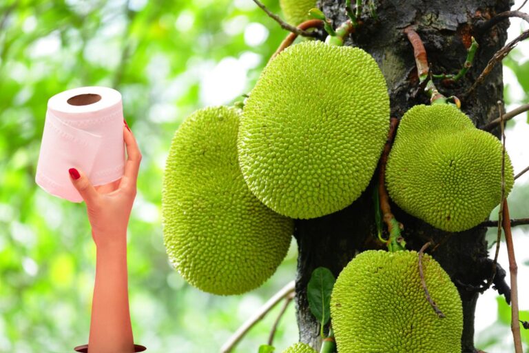 Jaca solta o intestino.