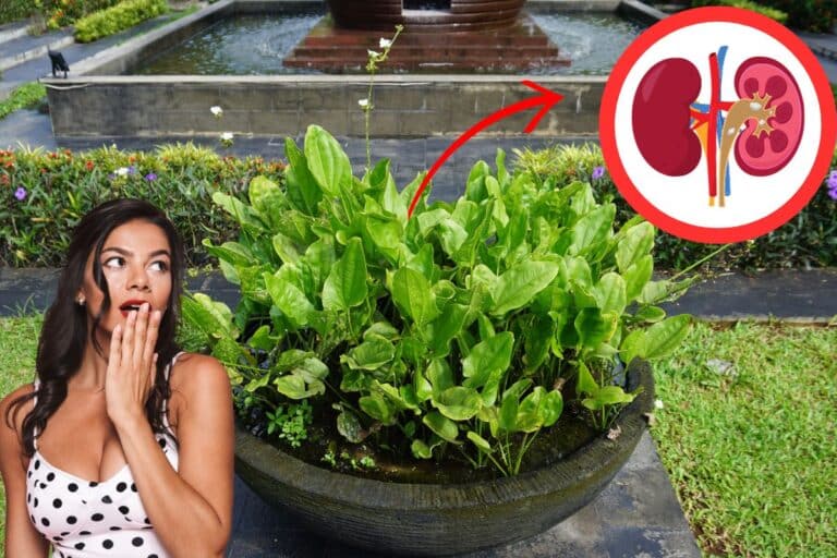 Chá de chapéu-de-couro para os rins: conheça os benefícios da bebida 6 chá de chapéu-de-couro para os rins.