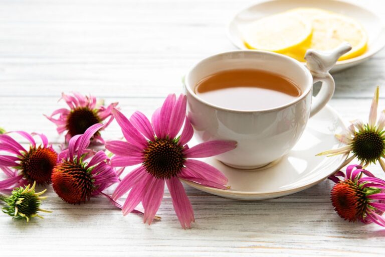 Esta erva medicinal rica em vitamina C vai bombar sua imunidade 5 equinácea aumenta a imunidade.