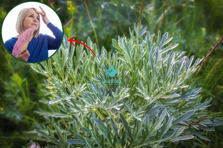 Chá de artemísia para menopausa: conheça os benefícios e saiba como preparar 5 Chá de artemísia para menopausa.