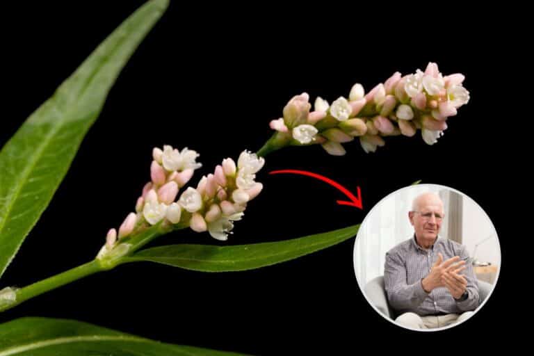 Erva de Bicho: para que serve, como usar e contraindicações 5 erva de bicho