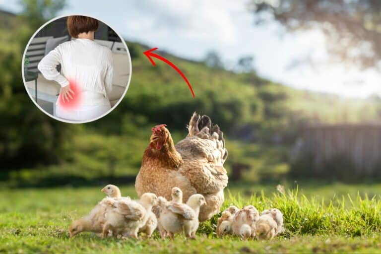 Galinha caipira é remoso ou não? Descubra agora! 2 galinha caipira é remoso.