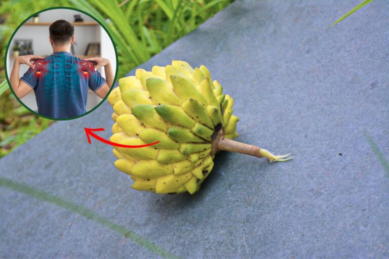 Fruta-do-conde ou pinha é carregada para inflamação? Entenda 1 pinha é carregada para inflamação.