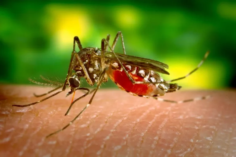 Quanto tempo depois da picada aparecem os sintomas da dengue? Entenda 1 Mosquito transmissor da dengue picando uma pessoa.