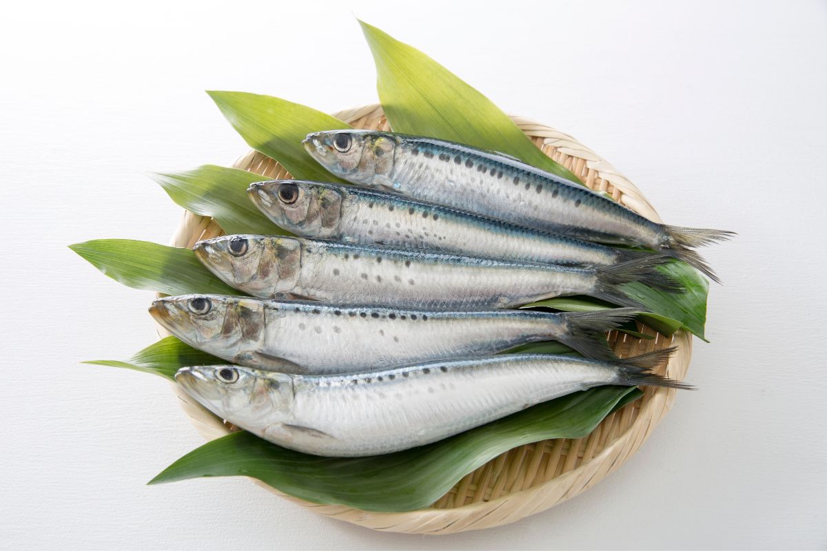 benefícios da sardinha.