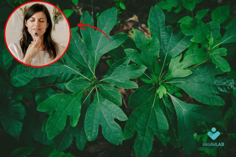 Canela-sassafrás: descubra os segredos dessa planta surpreendente 6 canela-sassafrás.