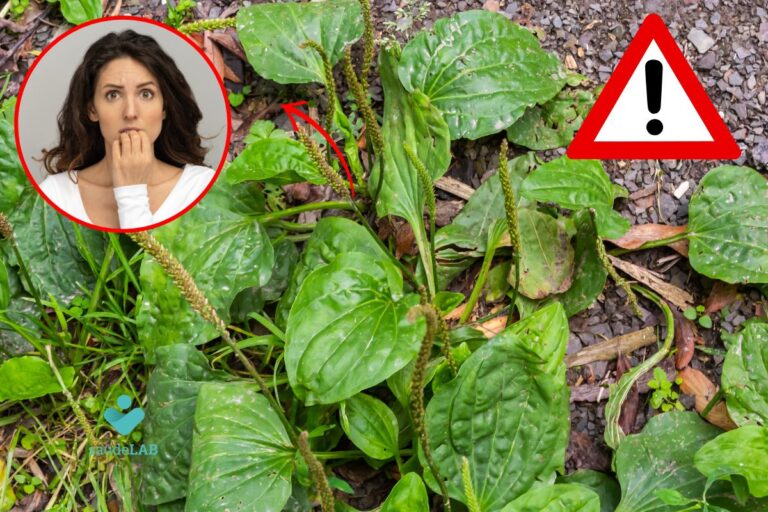 contraindicações do chá de tanchagem.