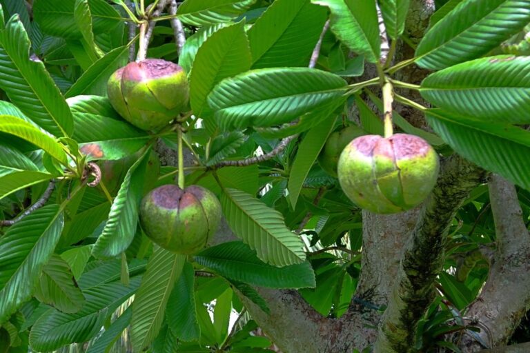 Maçã-de-Elefante: descubra os sabores e os benefícios para saúde da fruta exótica 7 maçã-de-elefante.
