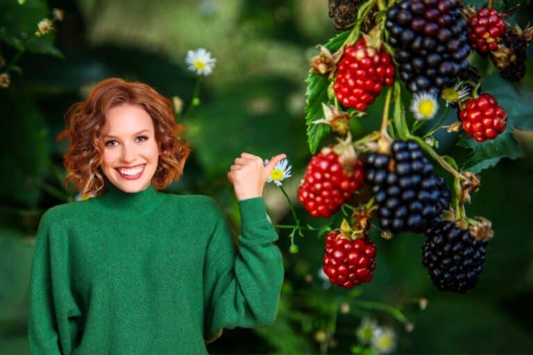 Amoras: benefícios, usos e tudo o que você precisa saber 5 amoras.