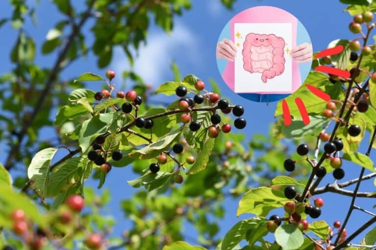 Cáscara Sagrada: benefícios, como usar e cuidados necessários 6 cáscara sagrada.