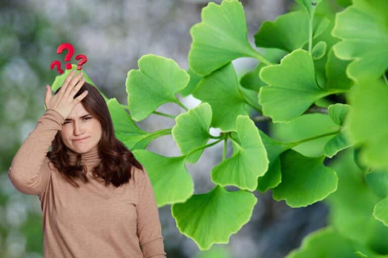 Ginkgo biloba: 10 benefícios, composição, usos terapêuticos e segurança 5 ginkgo biloba.