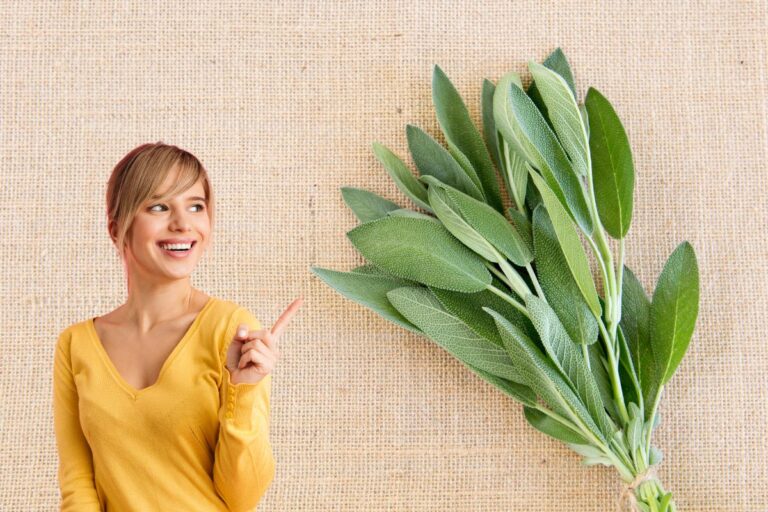 Sálvia: 6 benefícios, como consumir e cuidados indispensáveis 1 Salvia.