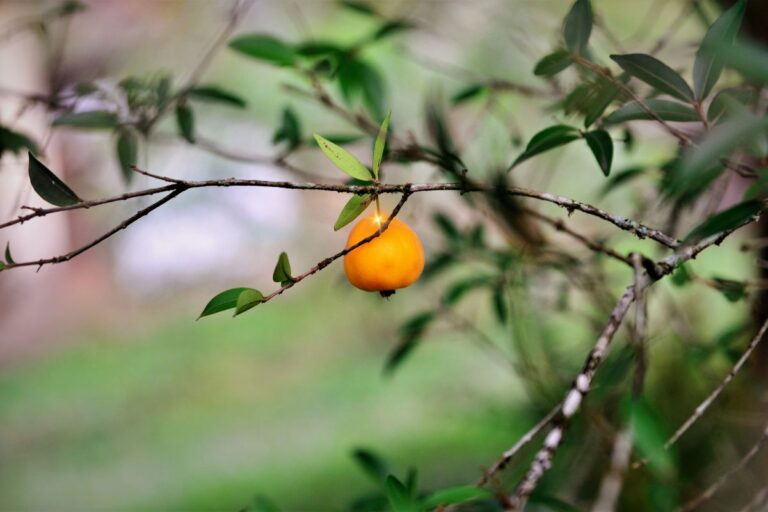 Uvaia: conheça a fruta exótica e cheia de benefícios para saúde 6 Uvaia.