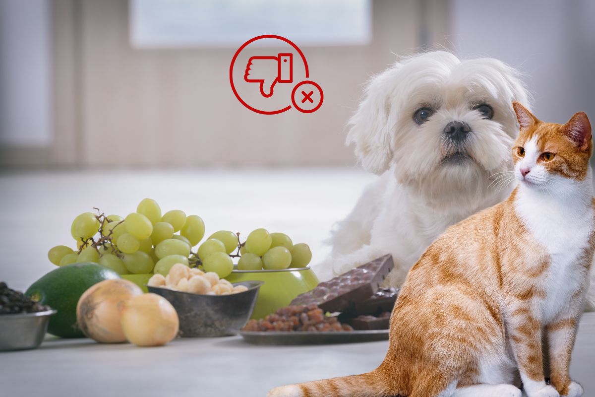 Alimentos tóxicos para cães e gatos: saiba o que evitar a todo custo 1 alimentos tóxicos.