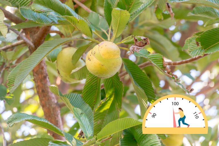 Maçã-de-elefante emagrece? Saiba tudo sobre os benefícios e como usar 1 Maçã-de-elefante emagrece.