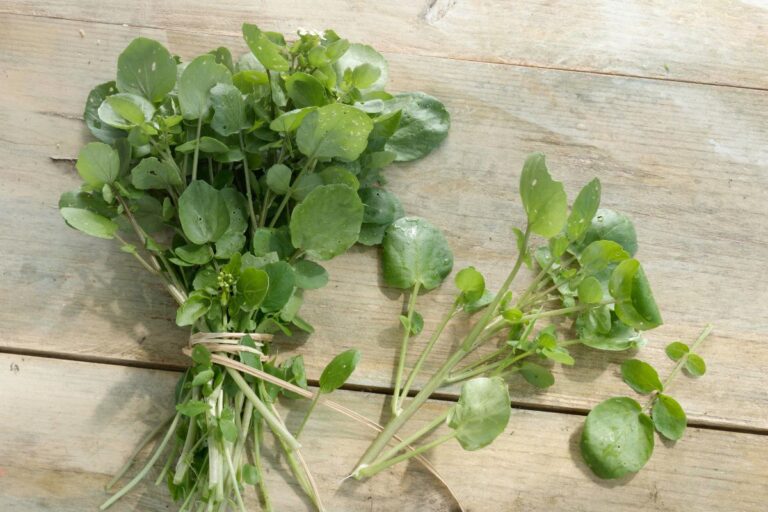 Agrião combate a anemia, faz bem para os olhos e muito mais! Veja os benefícios 1 agrião.