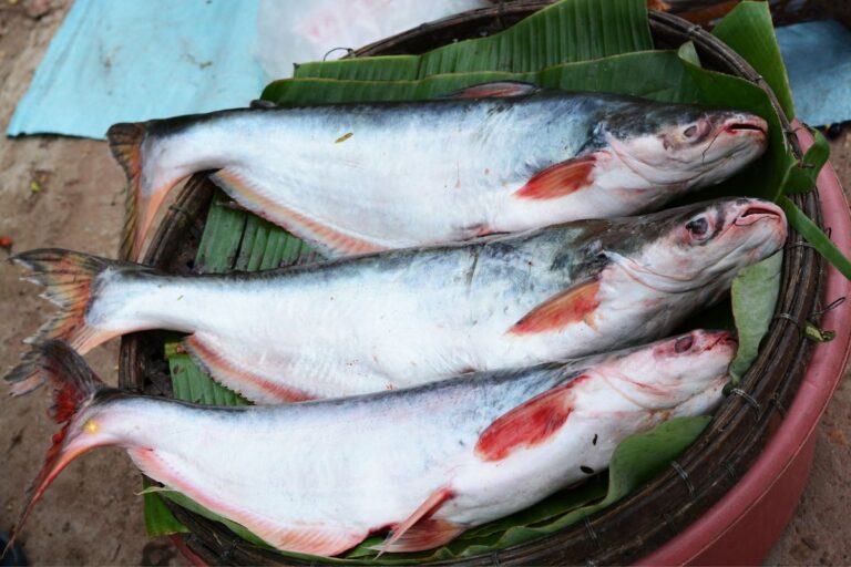Peixe mapará é remoso? Tudo o que você precisa saber 1 peixe mapará é remoso.