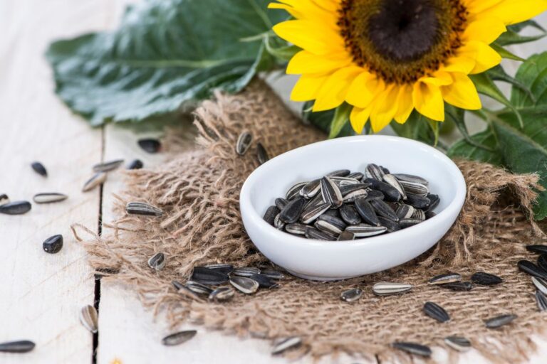 Previne cãibras e regula o intestino: os benefícios da semente de girassol 7 semente de girassol.