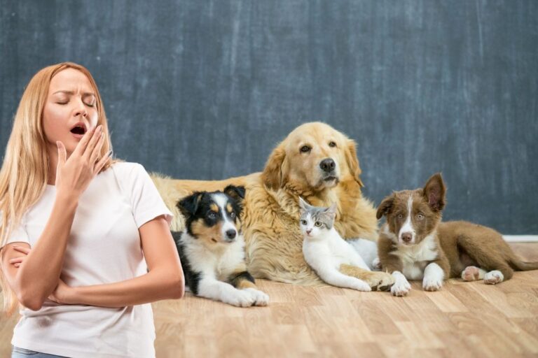 Como animais de estimação afetam o sono: Estudo aponta os impactos e soluções 4 animais de estimação afetam o sono.