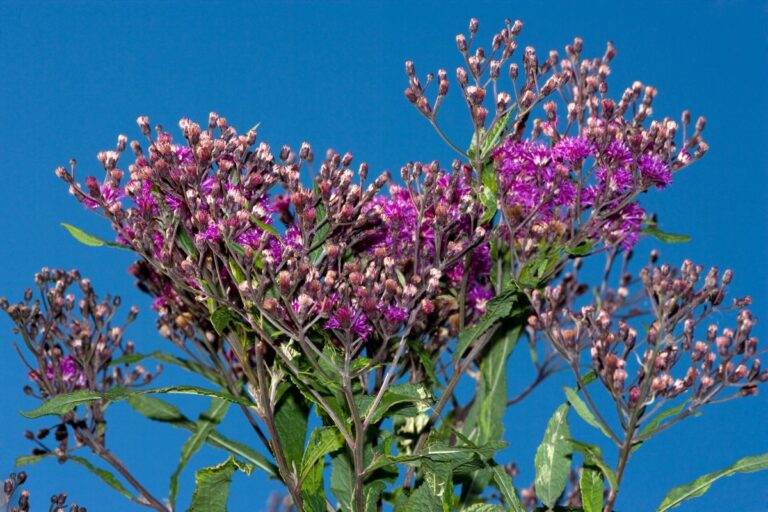 Assa-peixe: uma planta medicinal repleta de benefícios 8 assa-peixe.