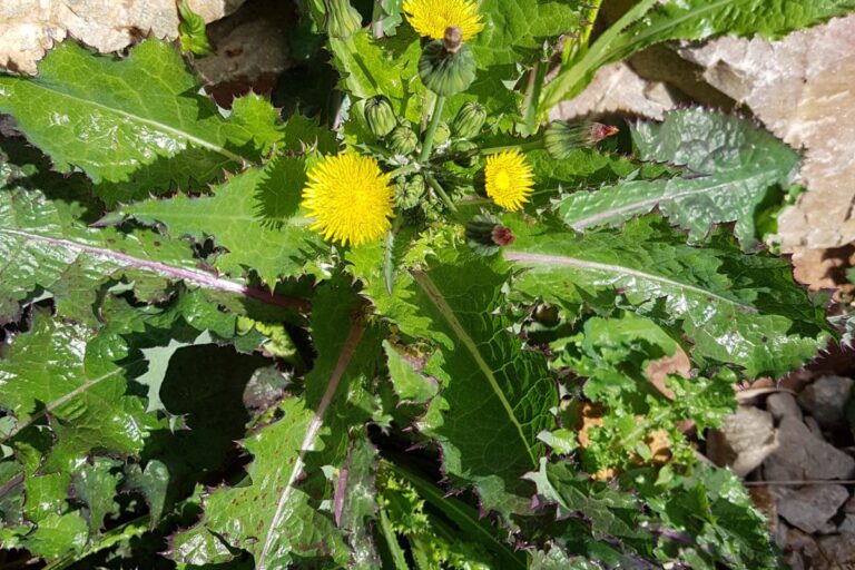 Ora-pro-nóbis, taioba e serralha: estudo aponta vegetais que superam o espinafre em proteínas e minerais 1 serralha.