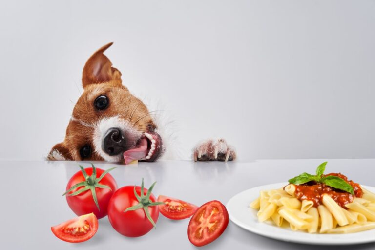 Cachorro pode comer tomate?