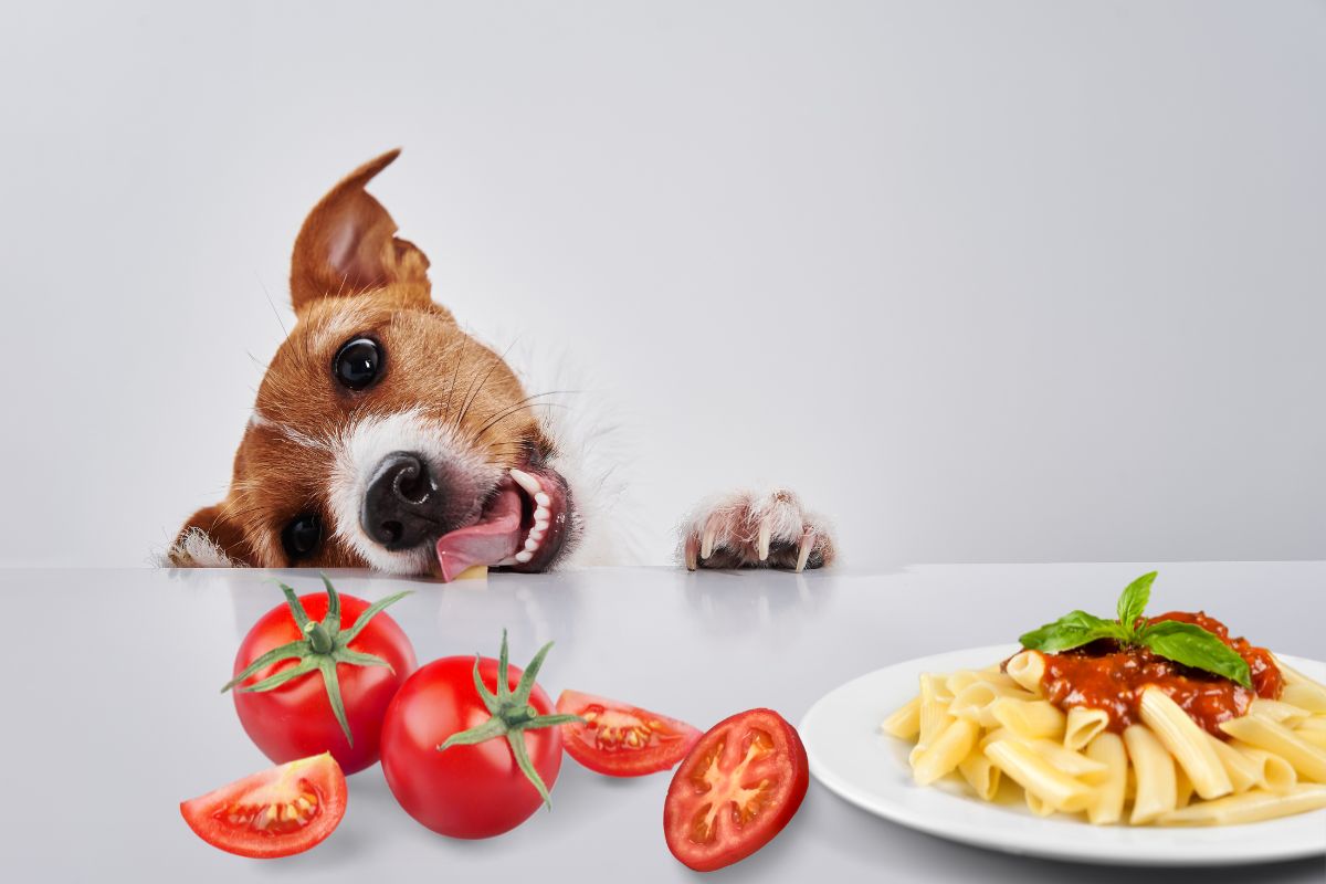 Cachorro pode comer tomate? Conheça os limites de segurança 1 Cachorro pode comer tomate?