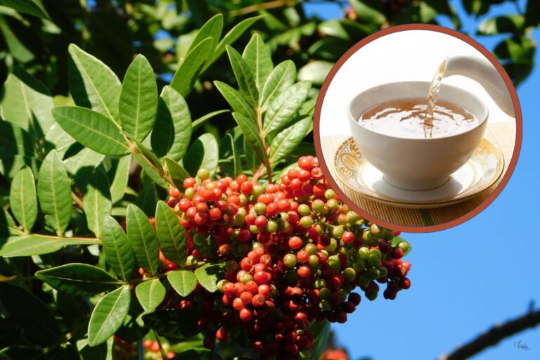 Chá de Aroeira: descubra 06 benefícios poderosos e como preparar corretamente 2 chá de aroeira.