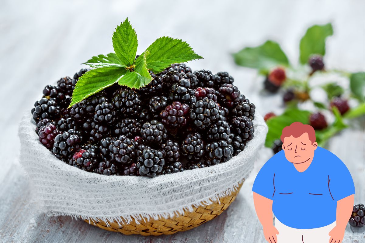 Extrato de amoreira pode ser a solução disfunções reprodutivas induzidas pela obesidade; aponta estudo 1 amoreira.