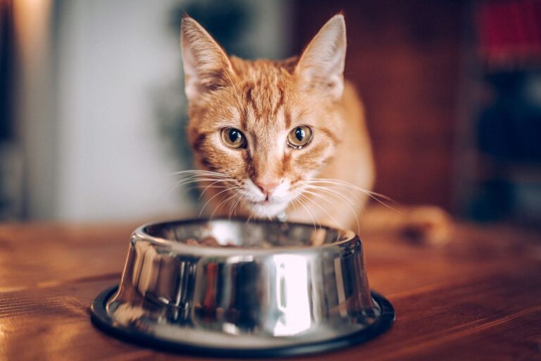 Gato vomitando ração? Descubra as possíveis causas e como ajudar seu pet 2 Gato vomitando ração.