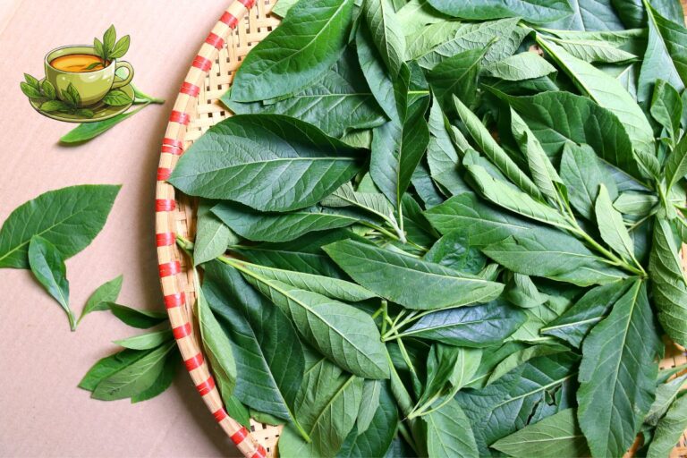 Assa-Peixe: conheça seus benefícios, como consumir e cuidados indispensáveis 6 assa-peixe.