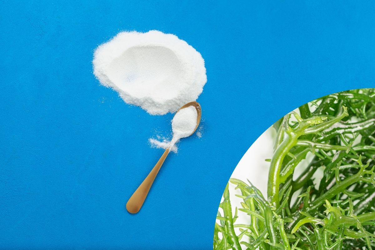 Carragena faz mal? Entenda tudo sobre esse ingrediente polêmico 1 carragena faz mal.