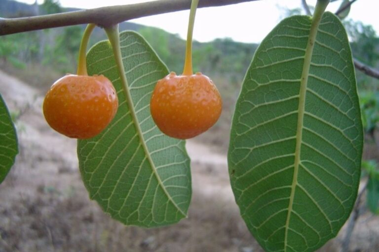 Fruta exótica nativa do cerrado brasileiro é um tesouro nutricional, aponta estudo da USP 7 mama cadela.