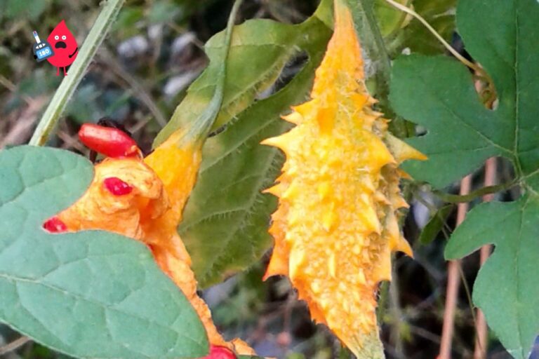 Melão-de-são-Caetano: Conheça 5 benefícios, seus usos e cuidados indispensáveis no consumo 2 Melão-de-são-caetano.