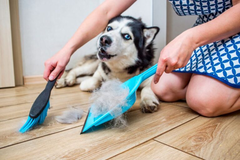 Vitamina para queda de pelo de cachorro: o que você precisa saber 4 vitamina para queda de pelo de cachorro. Foto: Canva PRO
