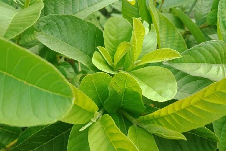 5 benefícios do chá de broto de goiaba: conheça e surpreenda-se 6 Chá de broto de goiaba.