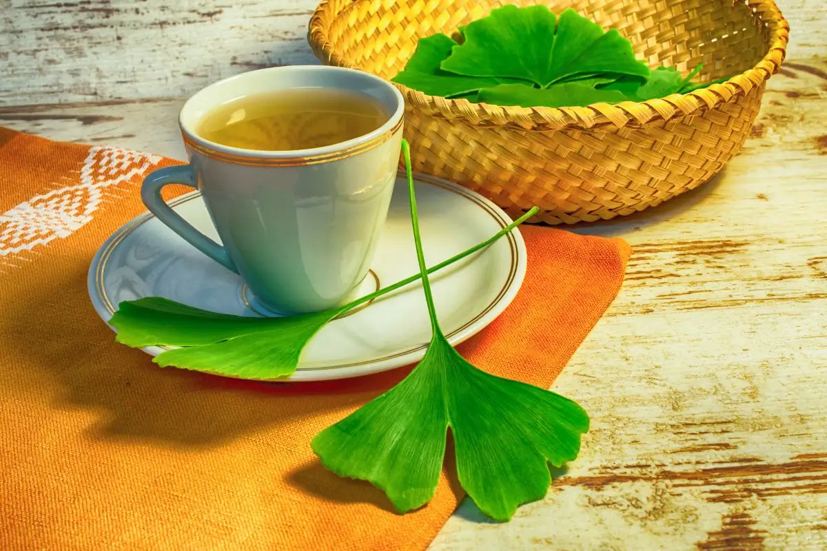 Ginkgo biloba faz mal para o fígado? Alerta para quem usa suplementos naturais 1 Folhas de ginkgo biloba e um xícara de chá.